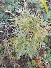 Cenolophium denudatum