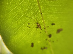 Araneomorphae
