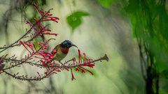 Aethopyga christinae