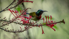 Aethopyga christinae