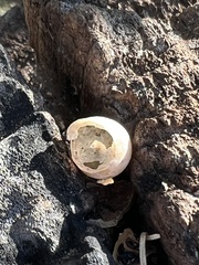 Hemidactylus turcicus