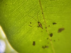 Araneomorphae