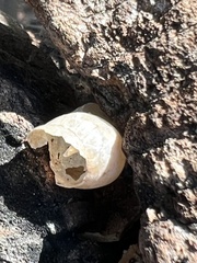 Hemidactylus turcicus