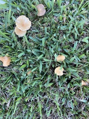 Marasmius