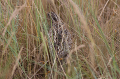 Coturnix coturnix