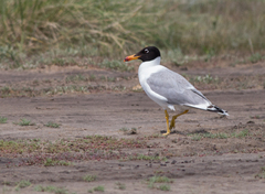 Ichthyaetus ichthyaetus