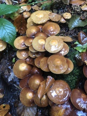 Armillaria mellea