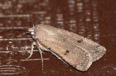 Caradrina montana