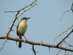 Prinia socialis