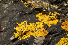 Xanthoria aureola