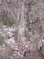 Drimia maritima