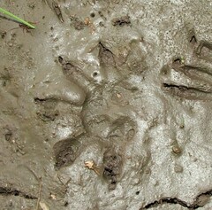 Didelphis albiventris