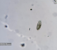 Stylonychinae