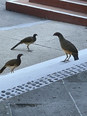 Ortalis poliocephala