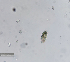 Stylonychinae