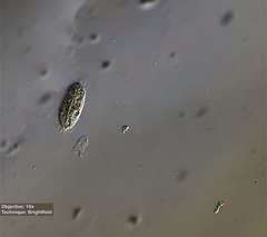 Stylonychinae