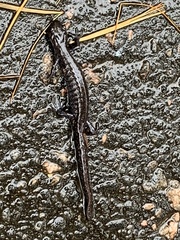 Ambystoma 'unisexual complex'
