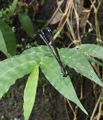 Psolodesmus mandarinus