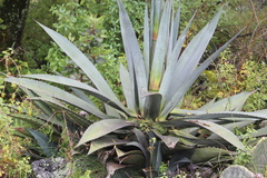 Agave
