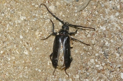 Derobrachus geminatus