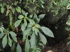 Rhynchotechum discolor