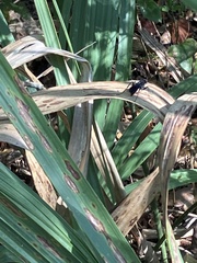 Gnamptopelta obsidianator