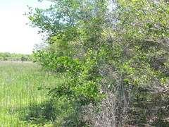 Pithecellobium lanceolatum