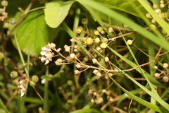 Cochlearia officinalis
