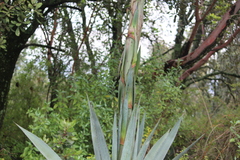 Agave