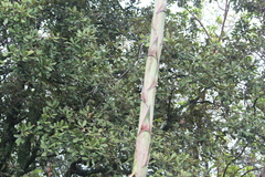 Agave