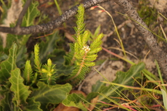 Diosma oppositifolia