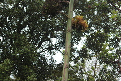 Agave