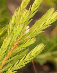 Diosma oppositifolia