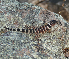 Sceloporus poinsettii