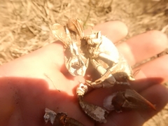 Lacunicambarus thomai