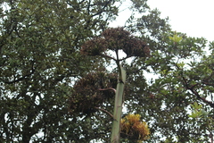 Agave