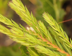 Diosma oppositifolia