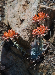 Dudleya cymosa pumila
