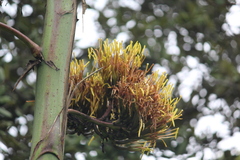 Agave