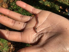 Lumbricus terrestris