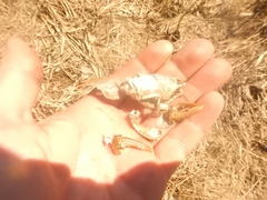 Lacunicambarus thomai