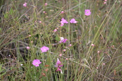 Agalinis peduncularis