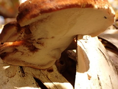 Postia pelliculosa