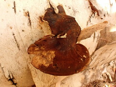 Postia pelliculosa