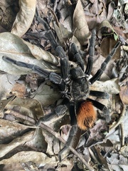 Tliltocatl epicureanus