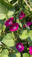 Ipomoea orizabensis
