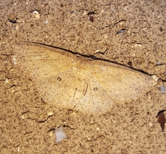 Cyclophora myrtaria