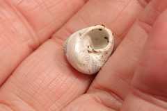 Steromphala cineraria