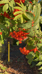 Sorbus aucuparia