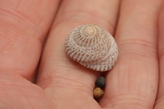 Steromphala cineraria